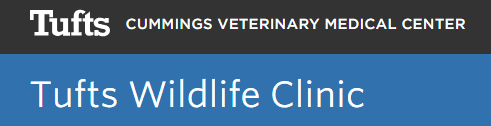 Tufts Wildlife Clinic